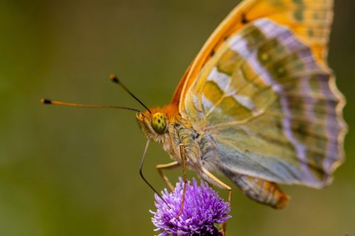 butterfly-5424323_1920 Common blue (Polyommatus icarus)
