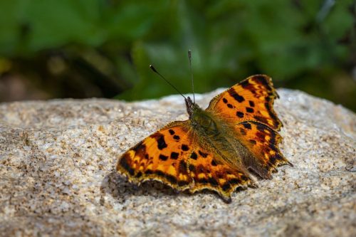 butterfly-5481196_1920 Common blue (Polyommatus icarus)