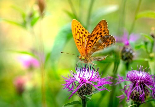 butterfly-6465110_1920 Common blue (Polyommatus icarus)