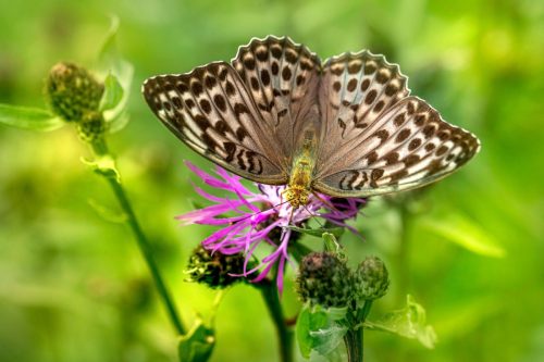 butterfly-6465114_1920 Common blue (Polyommatus icarus)