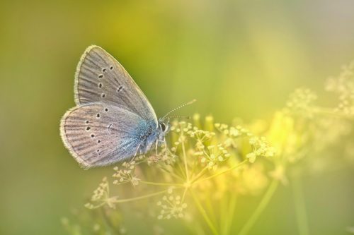 butterfly-6518667_1920 Common blue (Polyommatus icarus)