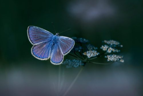 butterfly-6831035_1920 Common blue (Polyommatus icarus)