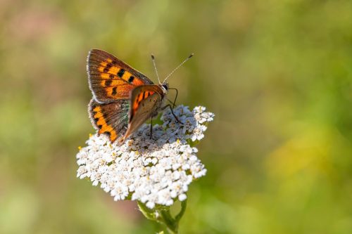 butterfly-7386535_1920 Purple-edged copper (Lycaena hippothoe)