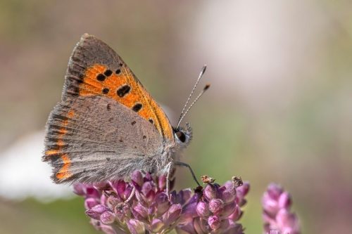 butterfly-7386536_1920 Purple-edged copper (Lycaena hippothoe)