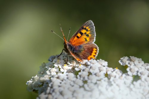 butterfly-7386537_1920 Purple-edged copper (Lycaena hippothoe)