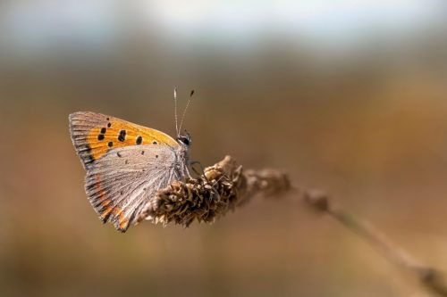 butterfly-7391092_1920 Purple-edged copper (Lycaena hippothoe)