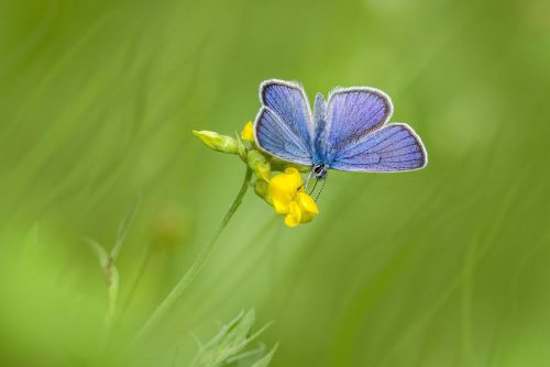butterfly-8298396_1920 Purple-edged copper (Lycaena hippothoe)
