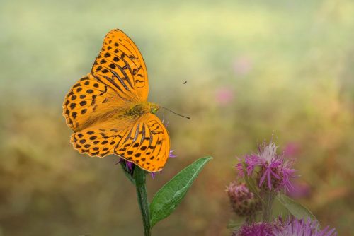 butterfly-8312419_1920 Common blue (Polyommatus icarus)