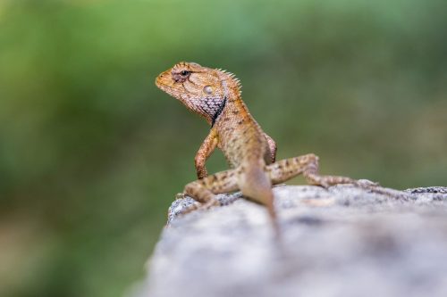 calotes-versicolor-4811291_1920 Oriental garden lizard (Calotes vesicolor)