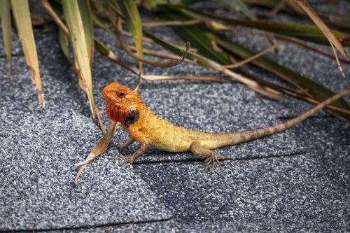 calotes-versicolor-4844007_1920 Oriental garden lizard (Calotes vesicolor)