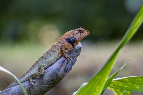 calotes-versicolor-4877528_1920 Oriental garden lizard (Calotes vesicolor)