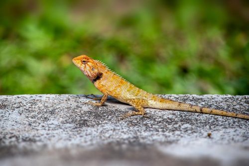 calotes-versicolor-7704712_1920 Oriental garden lizard (Calotes vesicolor)