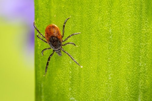 castor-bean-tick-4788432_1920-1 Castor bean tick (Ixodes ricinus)