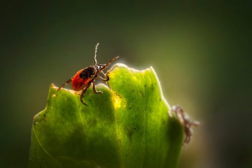 castor-bean-tick-7581582_1920 Castor bean tick (Ixodes ricinus)