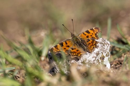 comma-4811448_1920 Common blue (Polyommatus icarus)