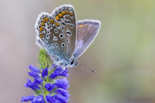 common-blue-4822433_1920 Purple-edged copper (Lycaena hippothoe)