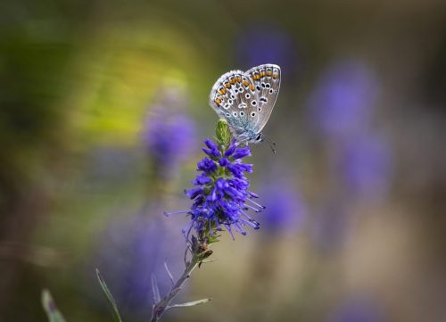 common-blue-4825447_1920 Purple-edged copper (Lycaena hippothoe)