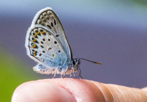 common-blue-4825550_1920 Purple-edged copper (Lycaena hippothoe)
