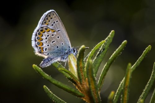 common-blue-4857848_1920 Purple-edged copper (Lycaena hippothoe)