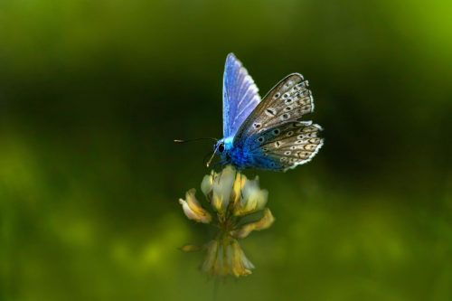 common-blue-7751398_1920 Purple-edged copper (Lycaena hippothoe)