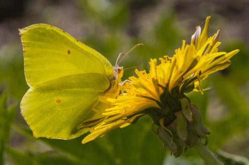 common-brimstone-4797977_1920 Common blue (Polyommatus icarus)