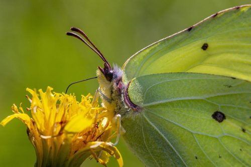 common-brimstone-4840950_1920 Common blue (Polyommatus icarus)