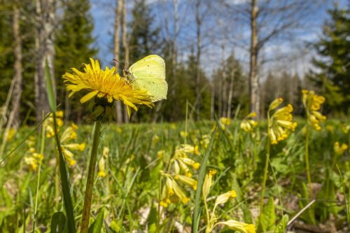common-brimstone-5225729_1920 Common blue (Polyommatus icarus)