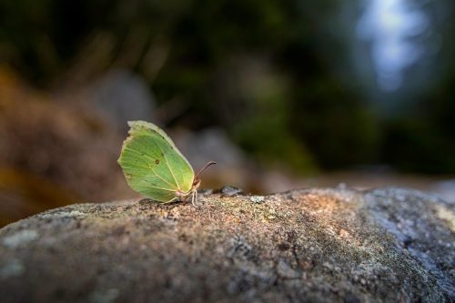 common-brimstone-6135218_1920 Common blue (Polyommatus icarus)