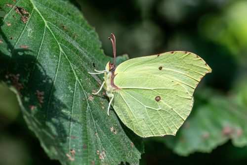common-brimstone-8911124_1920 Common blue (Polyommatus icarus)