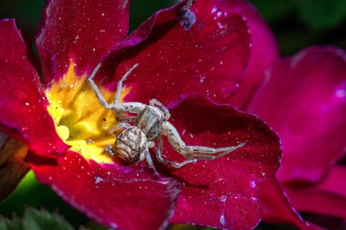 common-crab-spider-9014638_1920 European garden spider (Araneus diadematus)