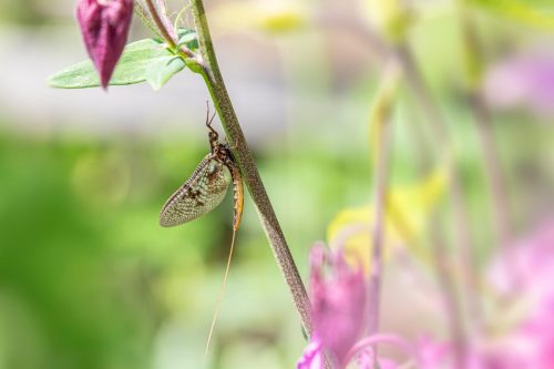 common-mayfly-8826392_1920 Common Mayfly (Ephemera vulgata)