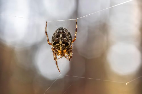 crowned-orb-weaver-9037881_1920 European garden spider (Araneus diadematus)