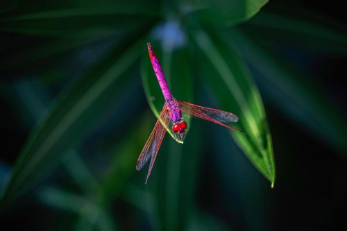 dragonfly-8424553_1920 Violet Dropwing (Trithemis annulata)