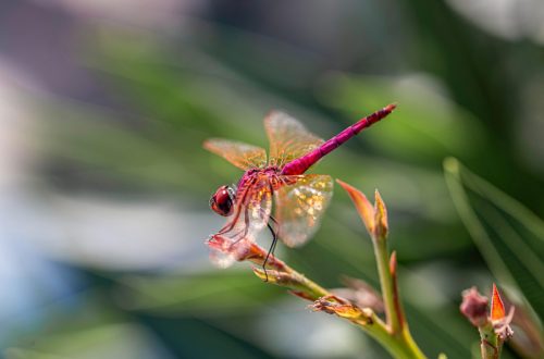 dragonfly-8900875_1920 Violet Dropwing (Trithemis annulata)