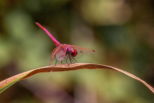 dragonfly-8947504_1920 Violet Dropwing (Trithemis annulata)