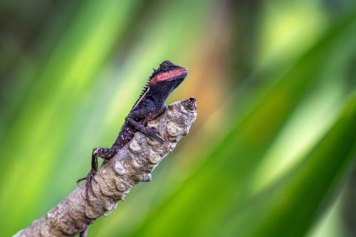 emma-gray-forest-lizard-5783793_1920 Oriental garden lizard (Calotes vesicolor)