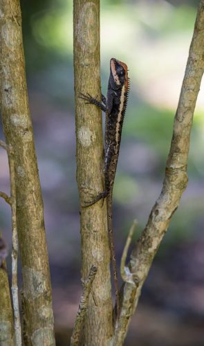 emma-grays-forest-lizard-4844003_1920 Oriental garden lizard (Calotes vesicolor)