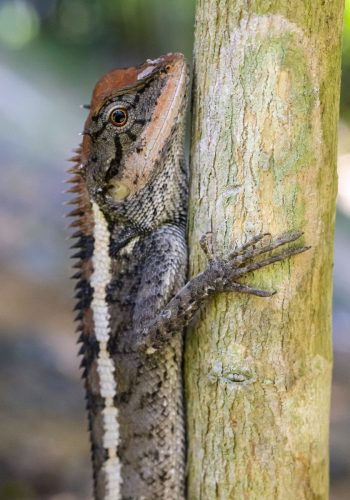 emma-grays-forest-lizard-4844005_1920 Oriental garden lizard (Calotes vesicolor)