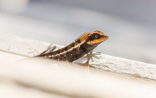 emma-grays-forest-lizard-4882738_1920 Oriental garden lizard (Calotes vesicolor)