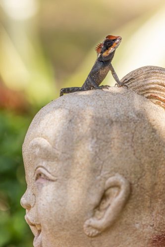 emma-grays-forest-lizard-4882849_1920 Oriental garden lizard (Calotes vesicolor)