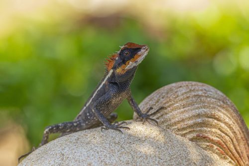 emma-grays-forest-lizard-4882852_1920 Oriental garden lizard (Calotes vesicolor)