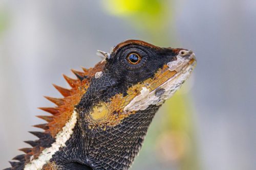 emma-grays-forest-lizard-4882853_1920 Oriental garden lizard (Calotes vesicolor)