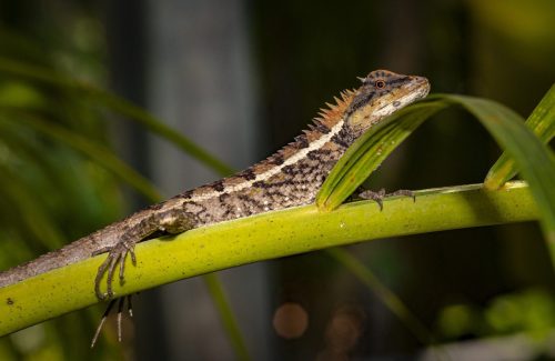 emma-grays-forest-lizard-4882854_1920 Oriental garden lizard (Calotes vesicolor)