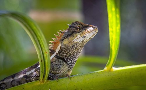 emma-grays-forest-lizard-4882855_1920 Oriental garden lizard (Calotes vesicolor)