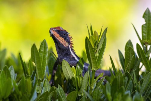 emma-grays-forest-lizard-4882910_1920 Oriental garden lizard (Calotes vesicolor)