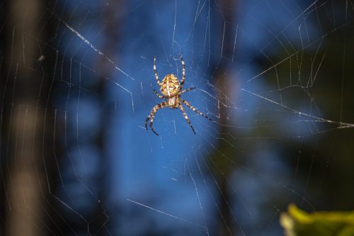 european-garden-spider-5479501_1920 European garden spider (Araneus diadematus)