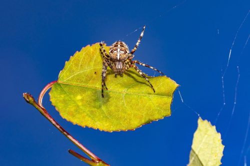 european-garden-spider-5479502_1920 European garden spider (Araneus diadematus)