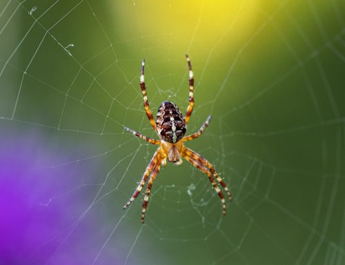 european-garden-spider-5509379_1920 European garden spider (Araneus diadematus)