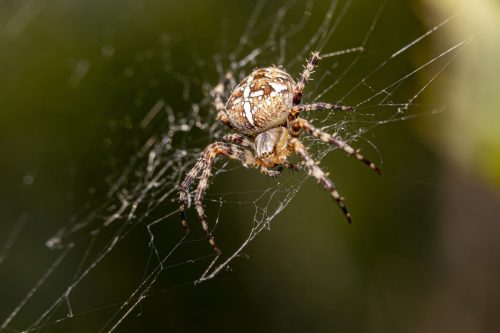 european-garden-spider-5530397_1920 European garden spider (Araneus diadematus)