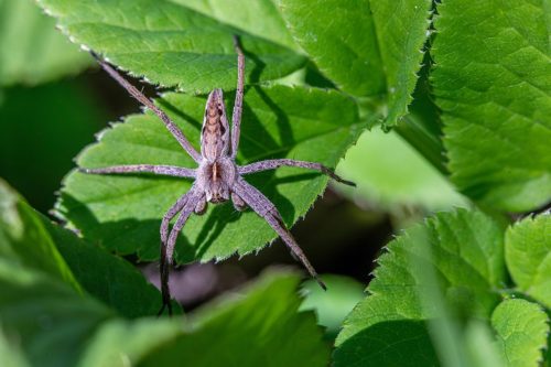 european-nursery-web-spider-8741807_1920 European garden spider (Araneus diadematus)